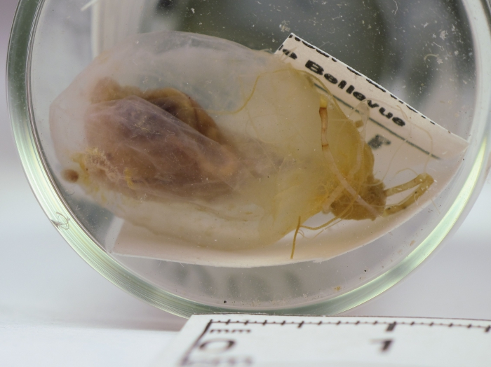 Ascidia obliqua Ascidia obliqua
