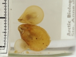 Glaciarcula spitzbergensis (Davidson, 1852), author: Fisheries and Oceans Canada, Claude Nozes