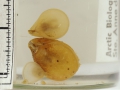 Glaciarcula spitzbergensis (Davidson, 1852)