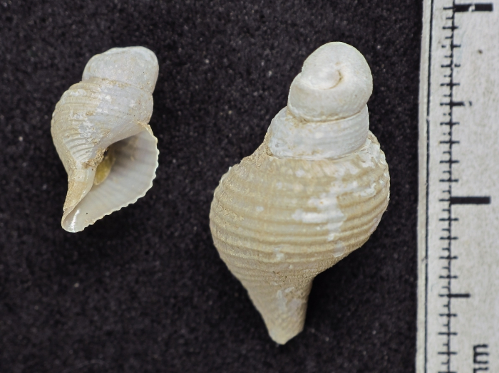 Beringius ossianius Beringius ossianius