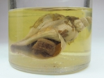 Beringius behringi