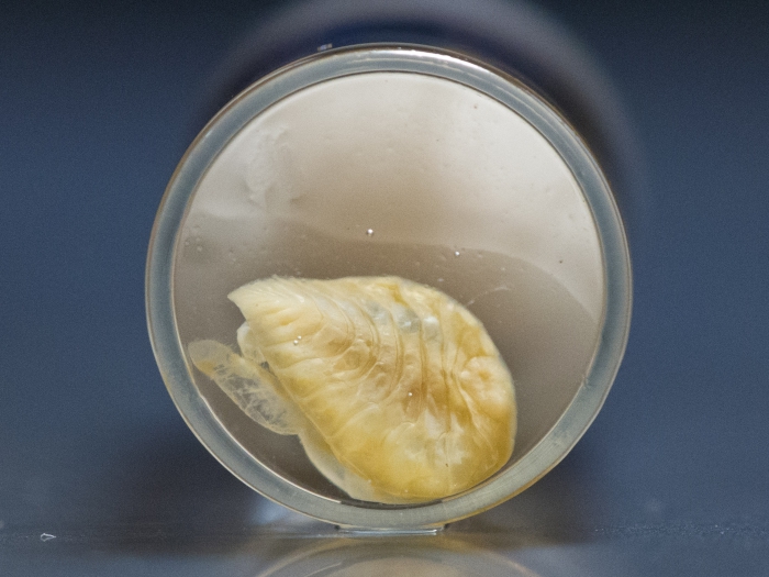 Bopyroides hippolytes - isopod Bopyroides hippolytes - isopod