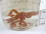 Boreonymphon compactum, author: Fisheries and Oceans Canada, Claude Nozes