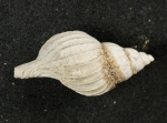 Boreotrophon pacificus - top, author: Fisheries and Oceans Canada, Claude Nozes