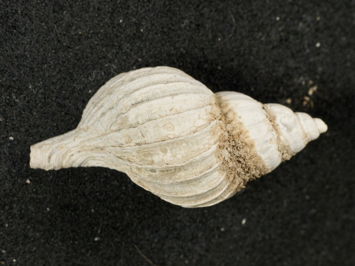 Boreotrophon pacificus - top Boreotrophon pacificus - top