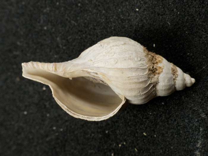 Boreotrophon pacificus - canal Boreotrophon pacificus - canal
