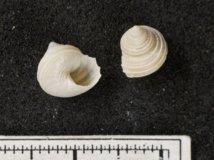 Calliostoma occidentale - pair Calliostoma occidentale - pair