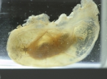 Tunicates