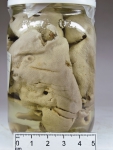 Didemnum albidum, author: Fisheries and Oceans Canada, Claude Nozes