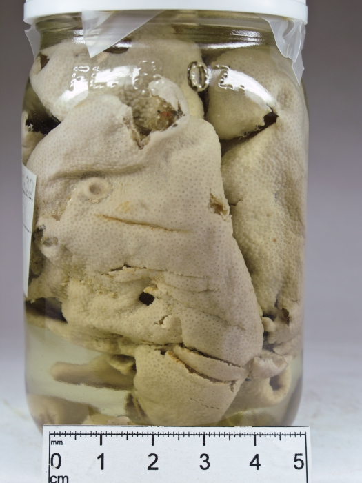 Didemnum albidum Didemnum albidum