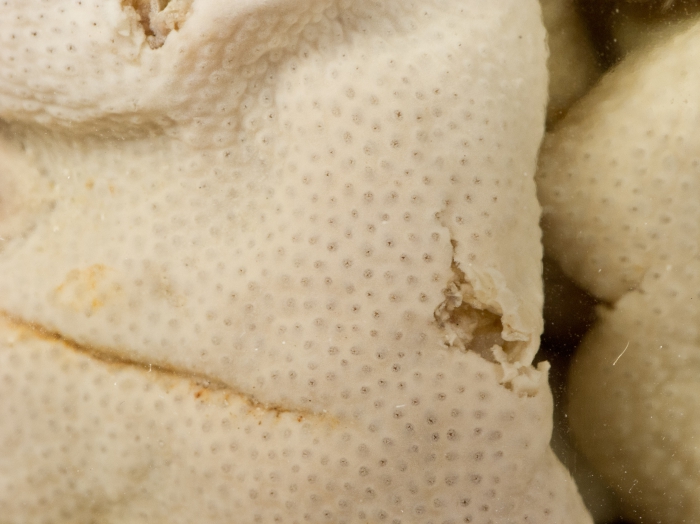 Didemnum albidum - closeup Didemnum albidum - closeup
