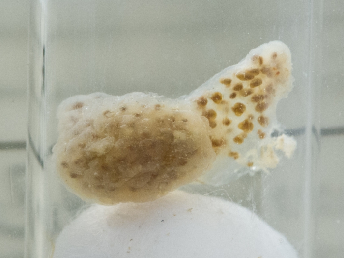 Distaplia clavata Distaplia clavata