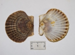 Argopecten irradians - bay scallop, author: Fisheries and Oceans Canada, Claude Nozes