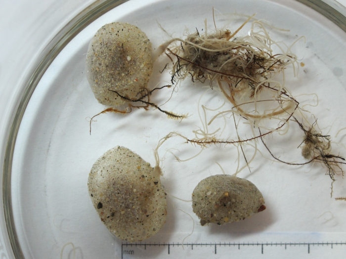 Rhizomolgula globularis Rhizomolgula globularis