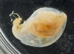 Ascidia obliqua (on black), author: Fisheries and Oceans Canada, Claude Nozes