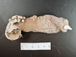 Styela rustica, author: Fisheries and Oceans Canada, Claude Nozes