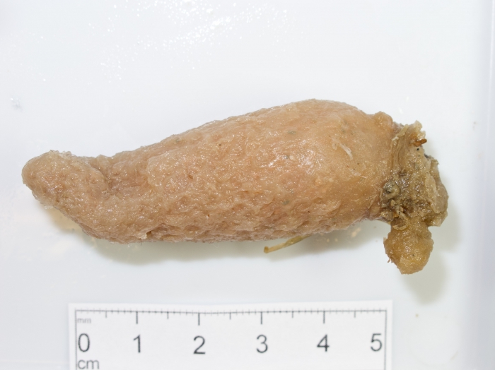 Eudistoma vitreum Eudistoma vitreum