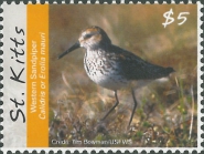 Calidris mauri