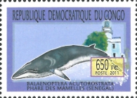 Balaenoptera acutorostrata