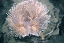 Picture of Aeolidia papillosa (Linnaeus, 1761)