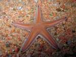 Asteroidea (starfish)