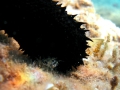 Holothuroidea (sea cucumbers)
