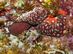 Holothuroidea (sea cucumbers)