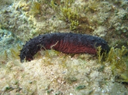 Holothuria tubulosa