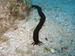 Holothuroidea (sea cucumbers)
