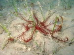 Crinoidea (sea lilies and feather stars)