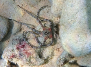 Ophioderma longicauda