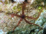 Ophiuroidea (brittle stars)