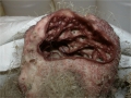 Porifera, Class Hexactinellida
