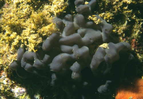 Porifera, Class Homoscleromorpha Porifera, Class Homoscleromorpha