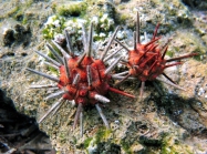 Stylocidaris cf. affinis