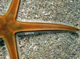 Astropecten bispinosus, author: Pillon, Roberto
