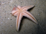 Astropecten irregularis pentacanthus, author: Pillon, Roberto