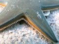 Asteroidea (starfish)