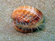 Acanthocardia tuberculata