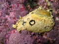 Aplysiidae