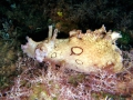 Aplysiidae