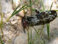 Aplysiidae