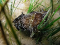 Aplysiidae