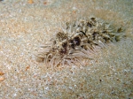 Mollusca (molluscs)