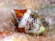 Columbella rustica