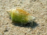 Conomurex persicus, author: Pillon, Roberto