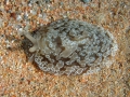 Pleurobranchida