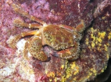 Eriphia verrucosa, author: Pillon, Roberto