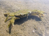 Carcinus aestuarii, author: Pillon, Roberto