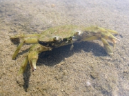 Carcinus aestuarii